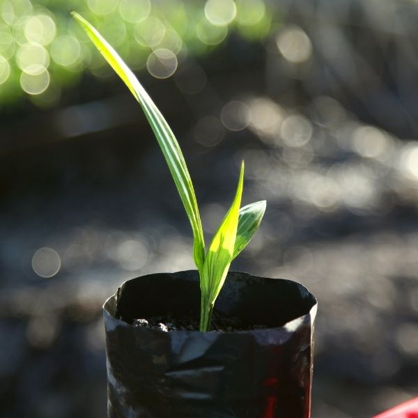 supergene oil palm seedlings