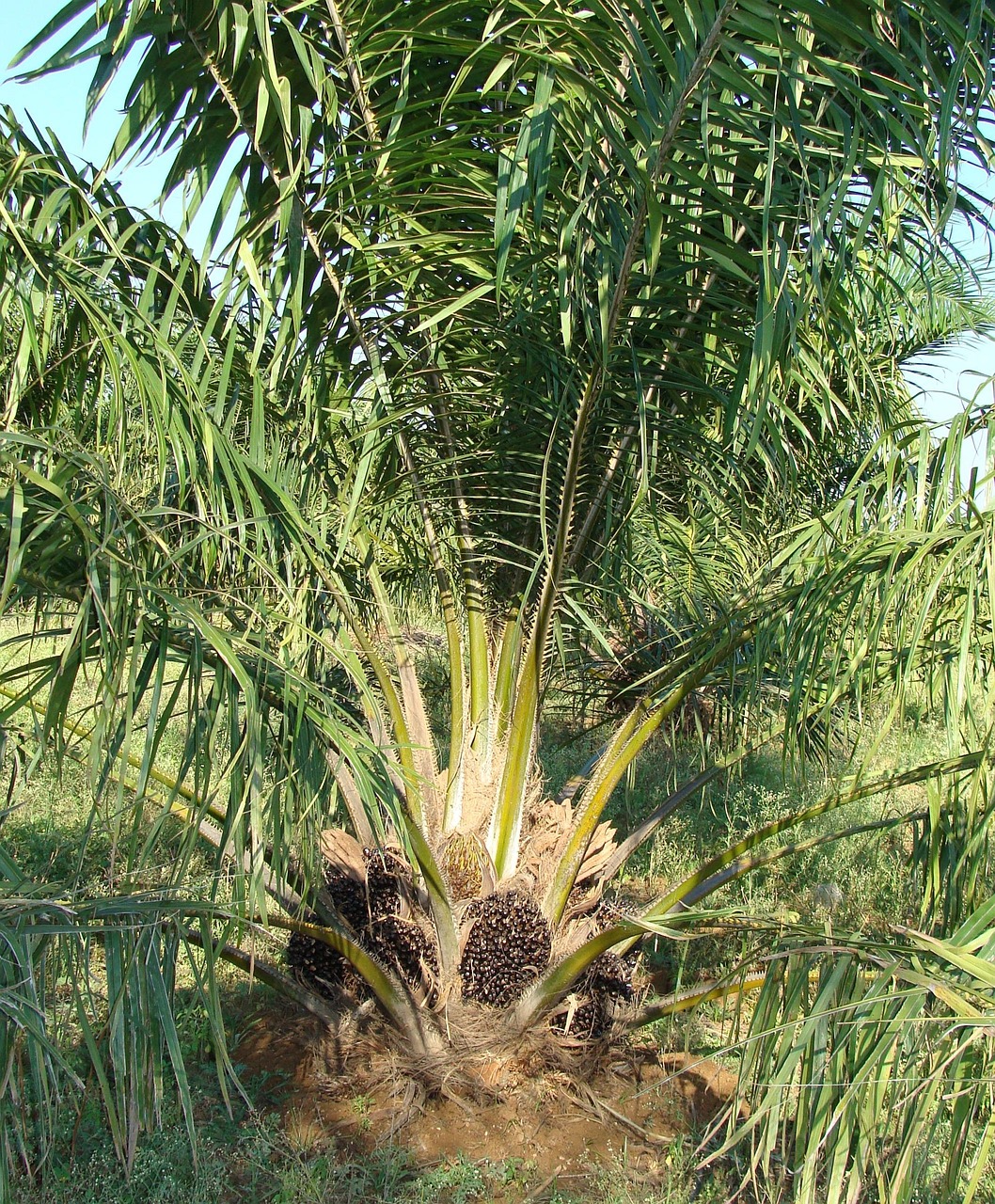 oil palm, fruit bunch, tree, nature, vegetable oil, horticulture, karnataka, india, green vegetables
